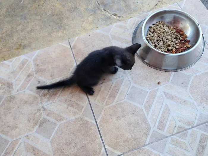 Gato ra a SRD-ViraLata idade Abaixo de 2 meses nome Tom