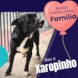 Xaropinho