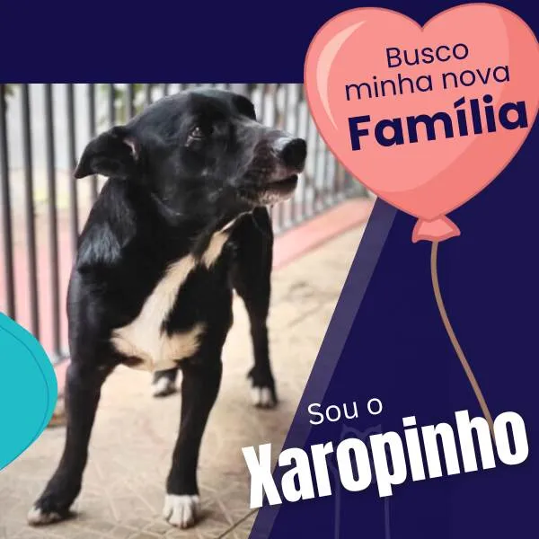 Cachorro ra a SRD-ViraLata idade 4 anos nome Xaropinho