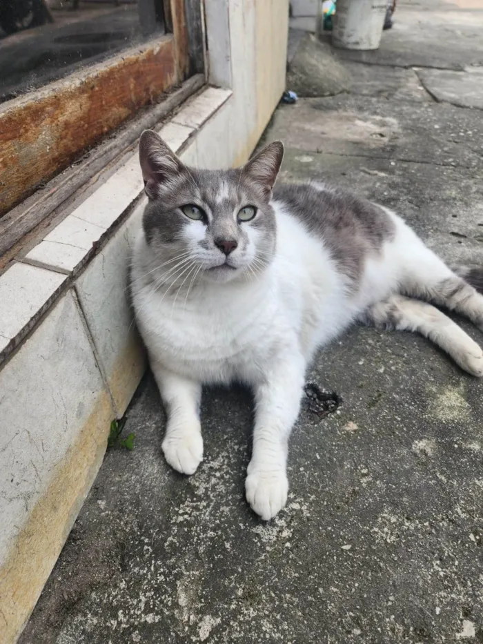 Gato ra a SRD-ViraLata idade 3 anos nome Miguel