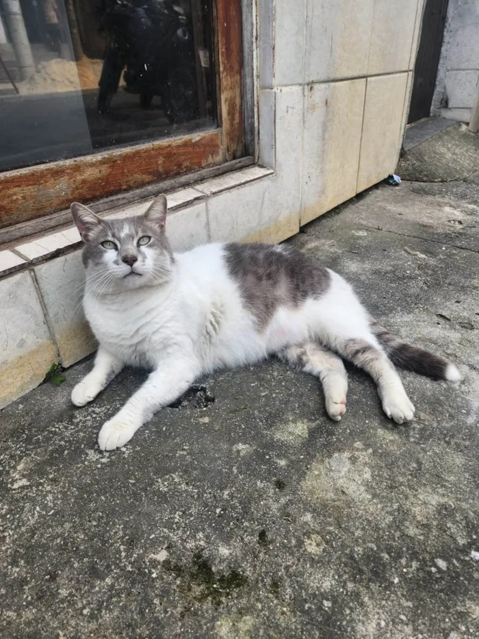 Gato ra a SRD-ViraLata idade 3 anos nome Miguel