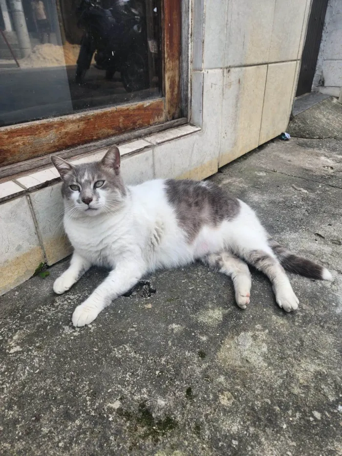 Gato ra a SRD-ViraLata idade 3 anos nome Miguel