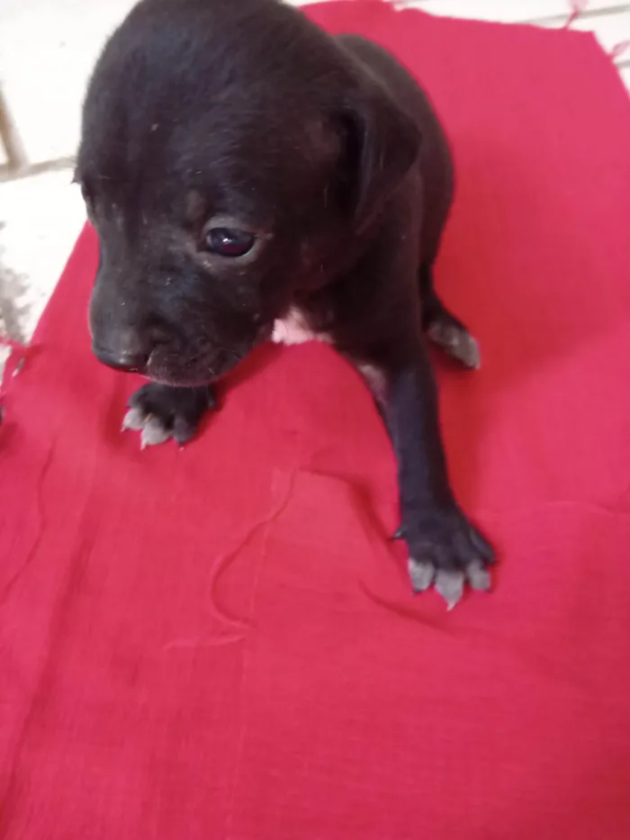 Cachorro ra a SRD-ViraLata idade Abaixo de 2 meses nome Boby