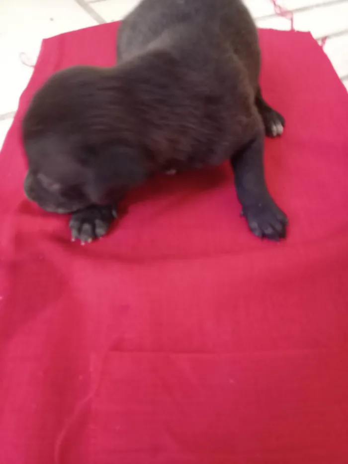 Cachorro ra a SRD-ViraLata idade Abaixo de 2 meses nome Boby