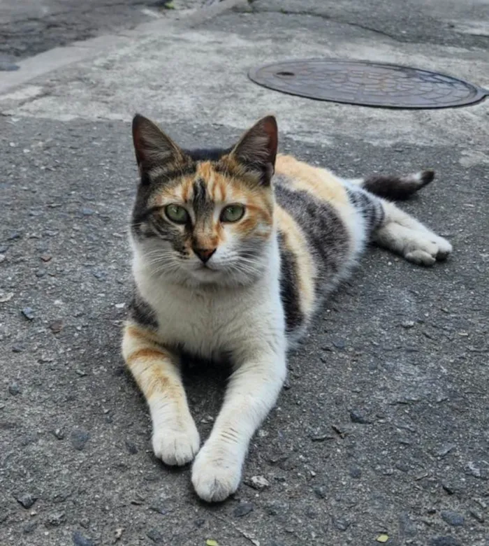 Gato ra a SRD-ViraLata idade 1 ano nome Lindinha