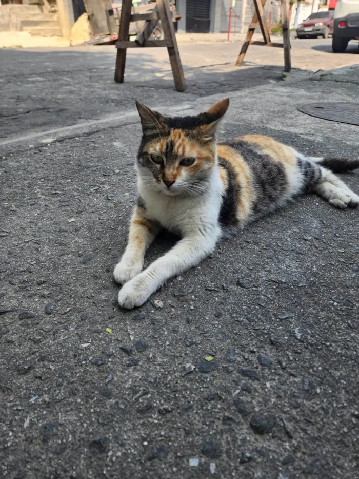 Gato ra a SRD-ViraLata idade 1 ano nome Lindinha