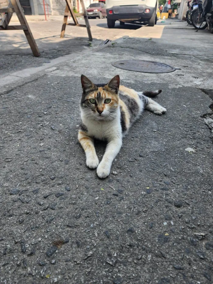 Gato ra a SRD-ViraLata idade 1 ano nome Lindinha