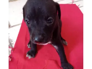 Cachorro raça SRD-ViraLata idade Abaixo de 2 meses nome Boby