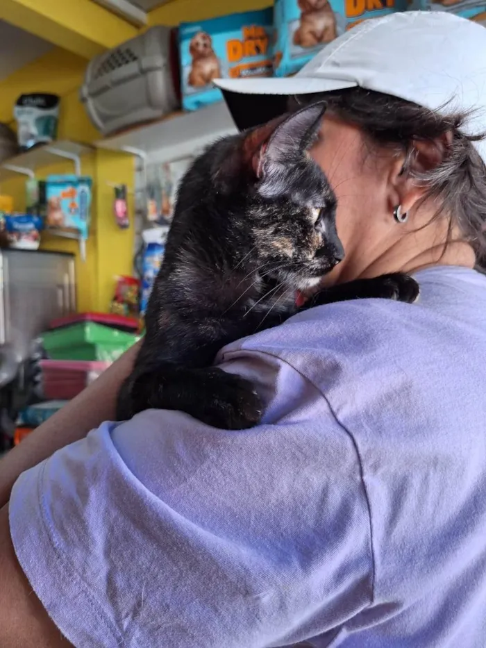 Gato ra a SRD-ViraLata idade 7 a 11 meses nome Florzinha