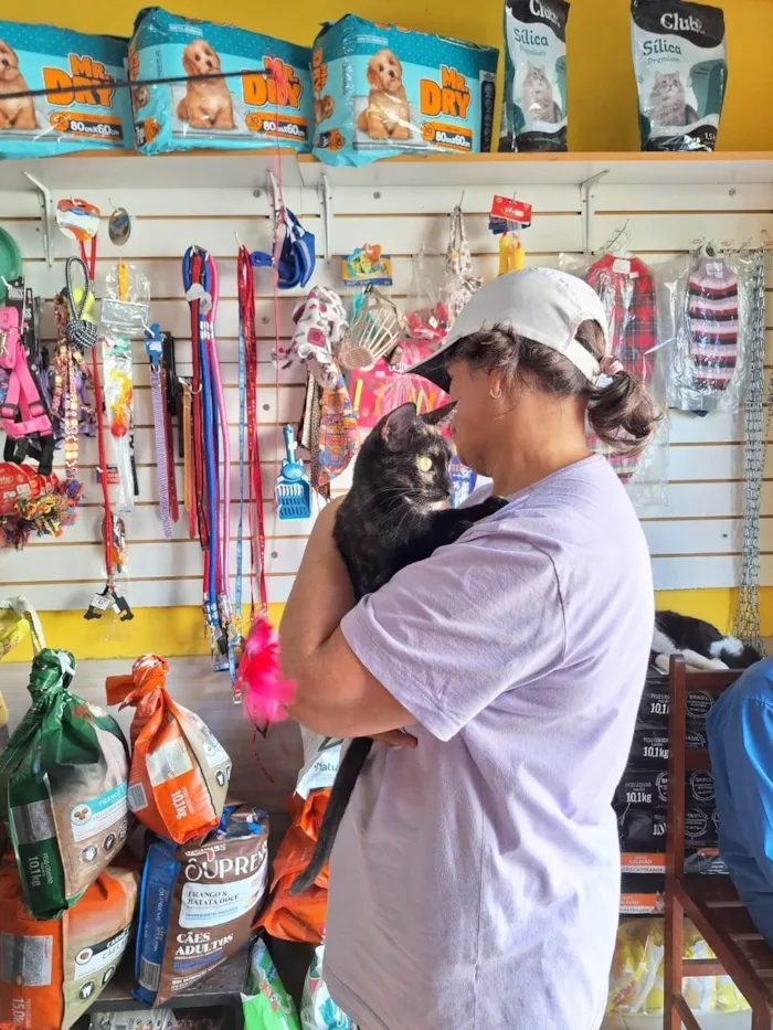 Gato ra a SRD-ViraLata idade 7 a 11 meses nome Florzinha