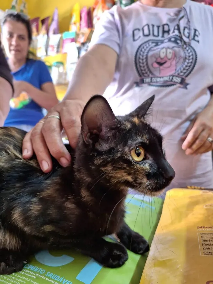 Gato ra a SRD-ViraLata idade 7 a 11 meses nome Florzinha