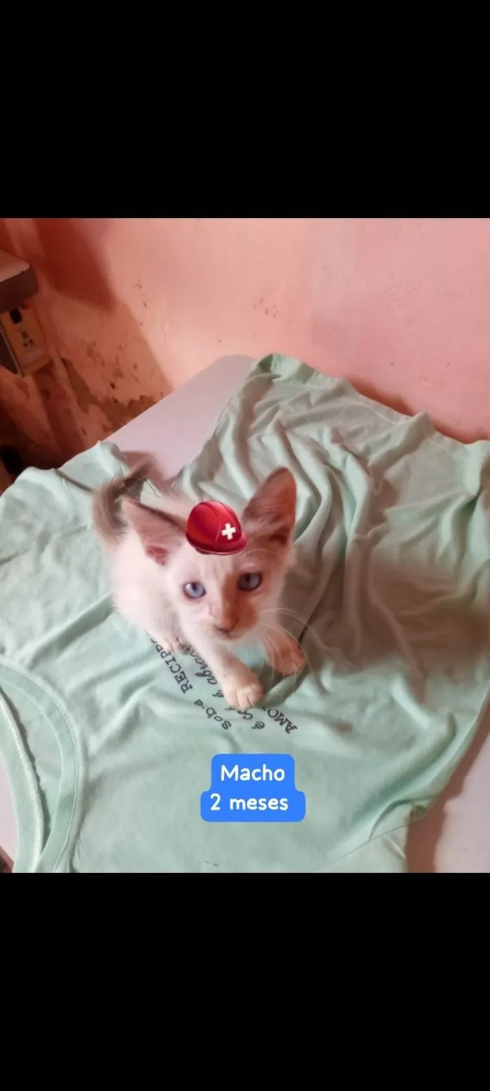 Gato ra a SRD-ViraLata idade 2 a 6 meses nome Príncipe 