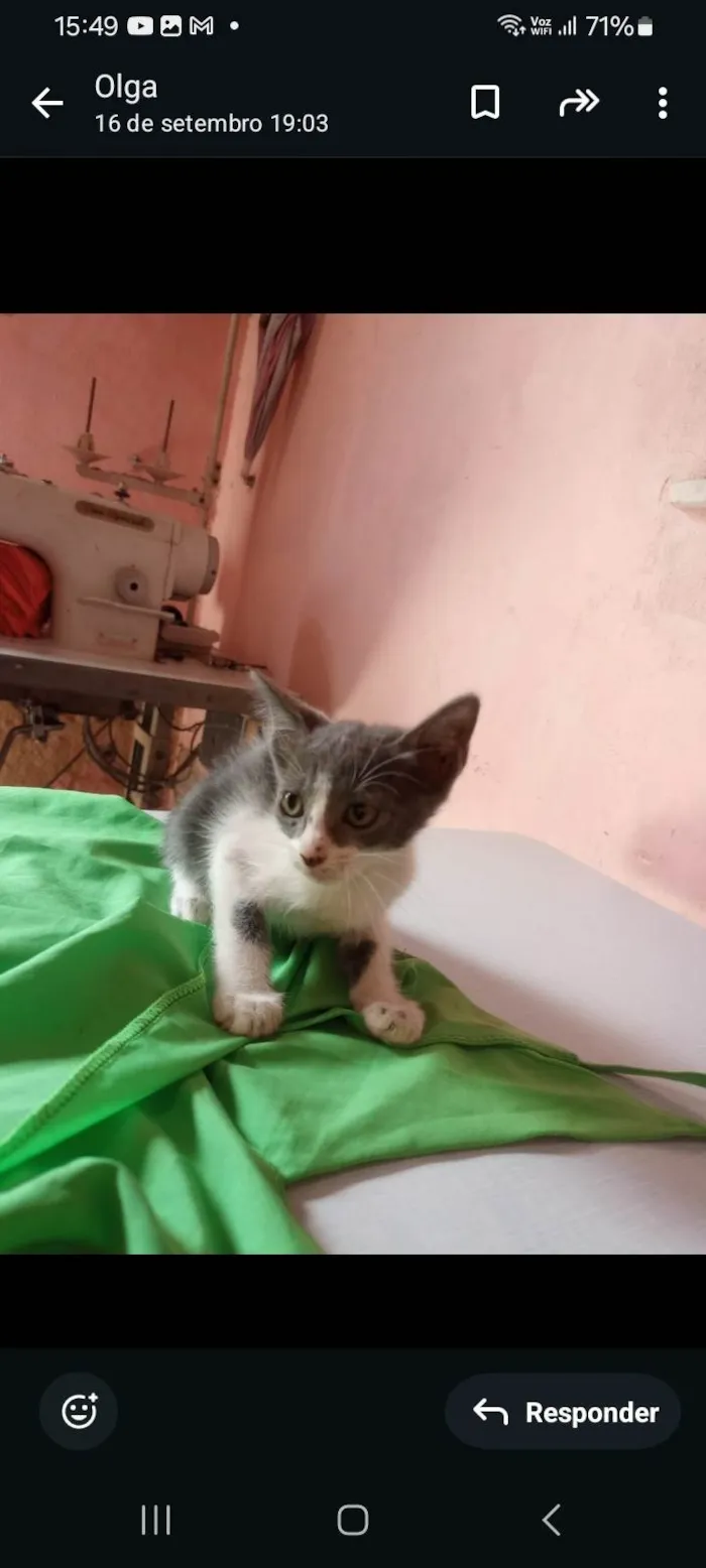 Gato ra a SRD-ViraLata idade 2 a 6 meses nome Bela