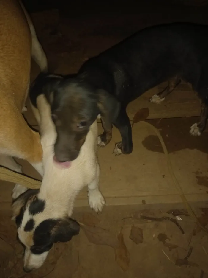 Cachorro ra a SRD-ViraLata idade 2 a 6 meses nome Charlie e Pretinha