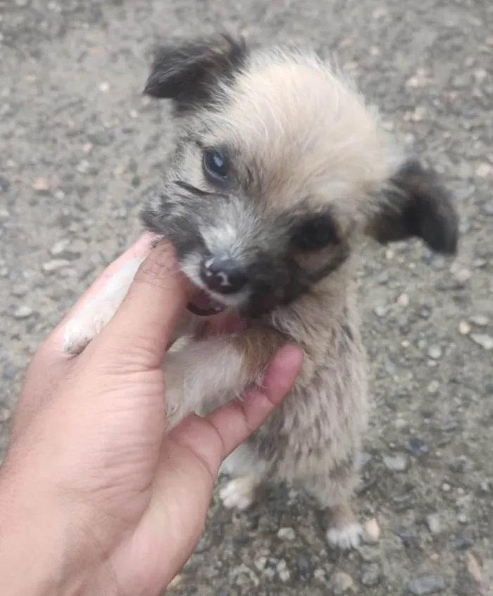 Cachorro ra a SRD-ViraLata idade 2 a 6 meses nome Ursinha