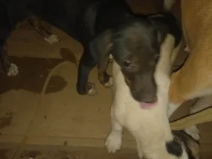 Cachorro raça SRD-ViraLata idade 2 a 6 meses nome Charlie e Pretinha