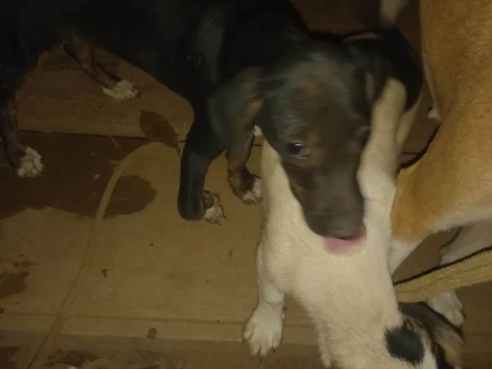 Cachorro ra a SRD-ViraLata idade 2 a 6 meses nome Charlie e Pretinha