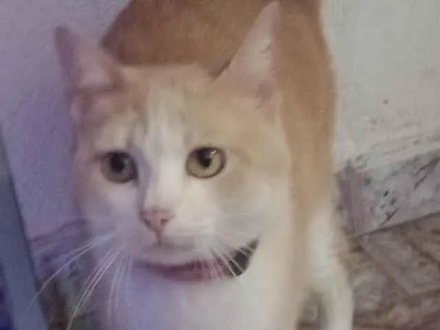 Gato ra a SRD-ViraLata idade 7 a 11 meses nome Nina