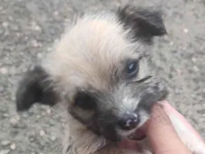 Cachorro raça SRD-ViraLata idade 2 a 6 meses nome Ursinha