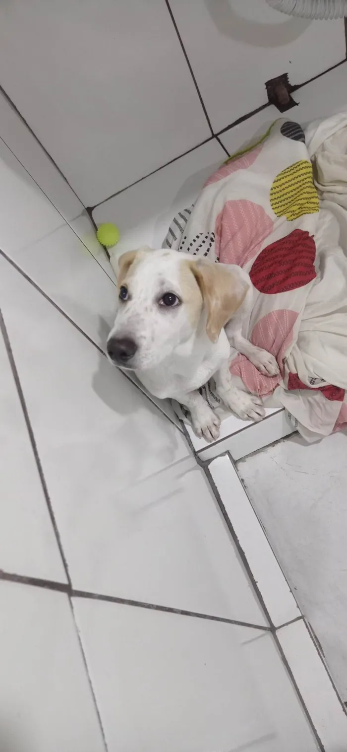 Cachorro ra a SRD-ViraLata idade 2 a 6 meses nome mandioquinha 