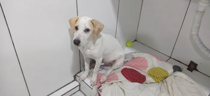 Cachorro ra a SRD-ViraLata idade 2 a 6 meses nome mandioquinha 