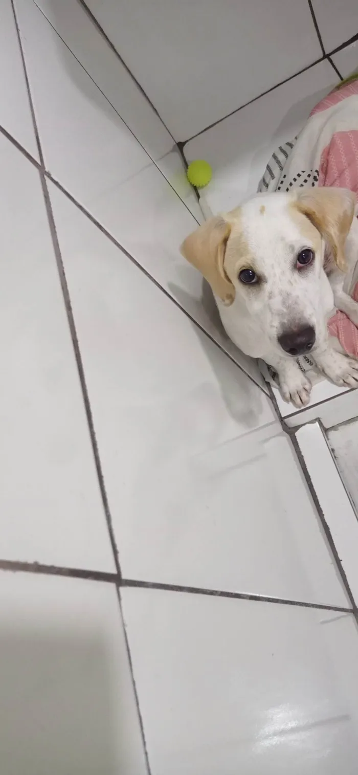 Cachorro ra a SRD-ViraLata idade 2 a 6 meses nome mandioquinha 