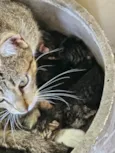 4 gatos filhotes e mãe dos gatos