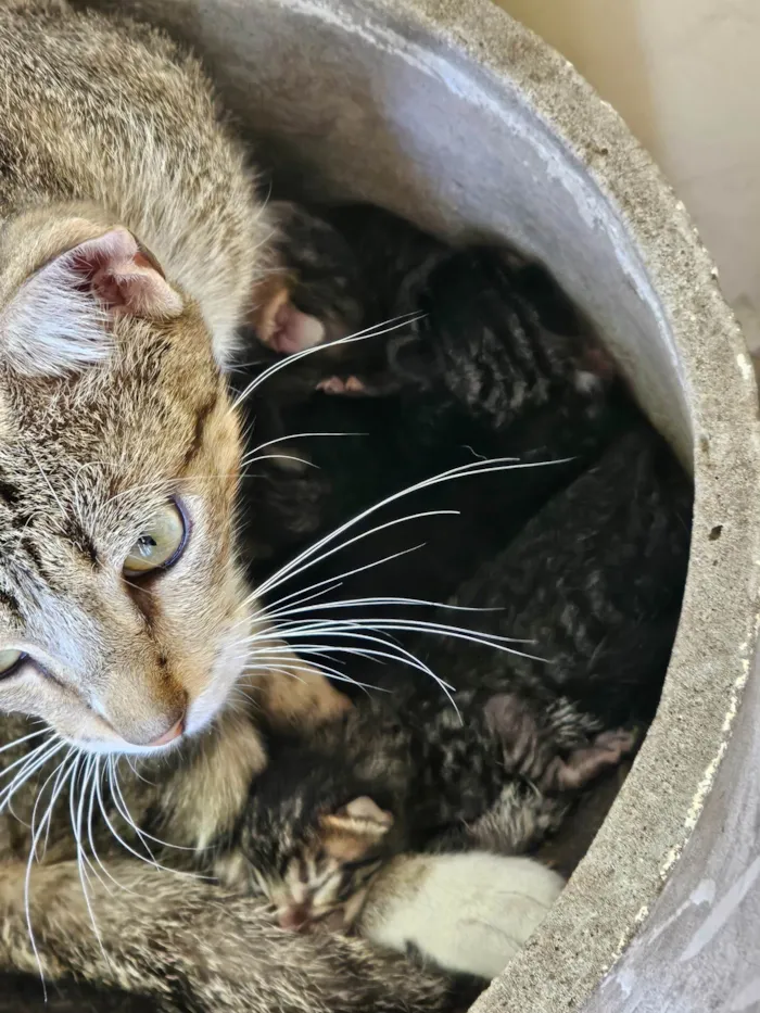 Gato ra a SRD-ViraLata idade Abaixo de 2 meses nome 4 gatos filhotes e mãe dos gatos