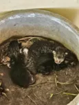 4 gatos filhotes e mãe dos gatos