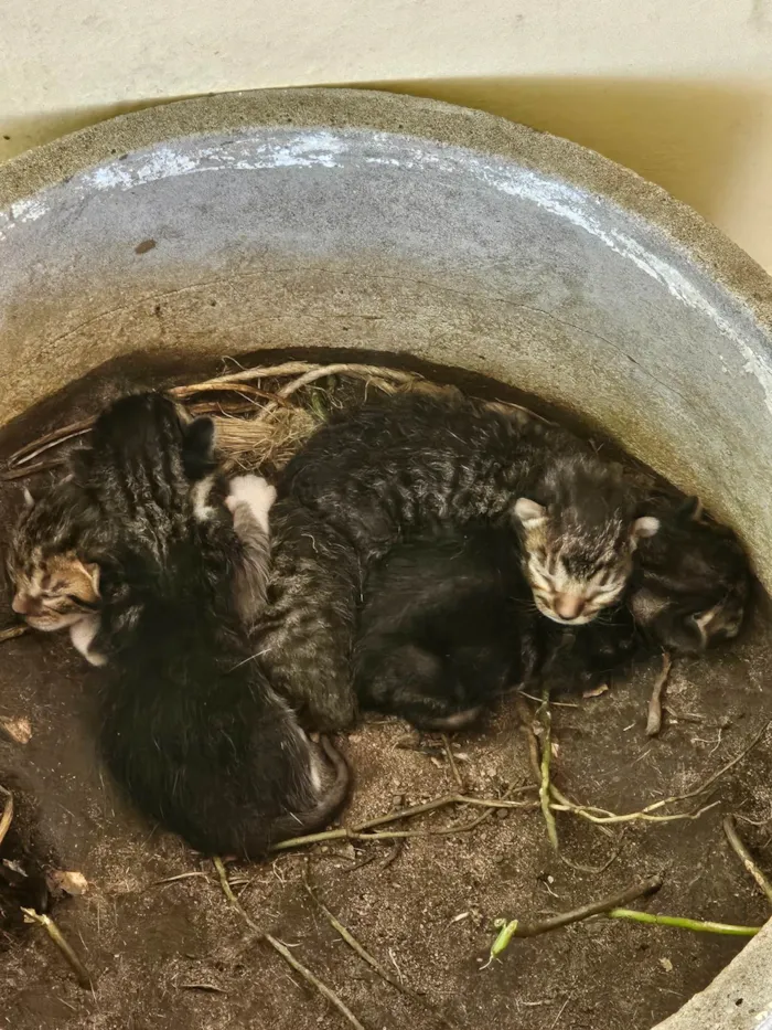 Gato ra a SRD-ViraLata idade Abaixo de 2 meses nome 4 gatos filhotes e mãe dos gatos