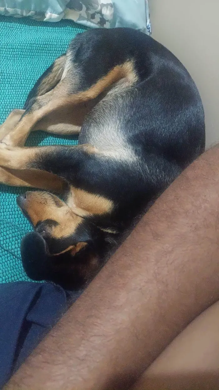 Cachorro ra a SRD-ViraLata idade 2 anos nome Pretinha 