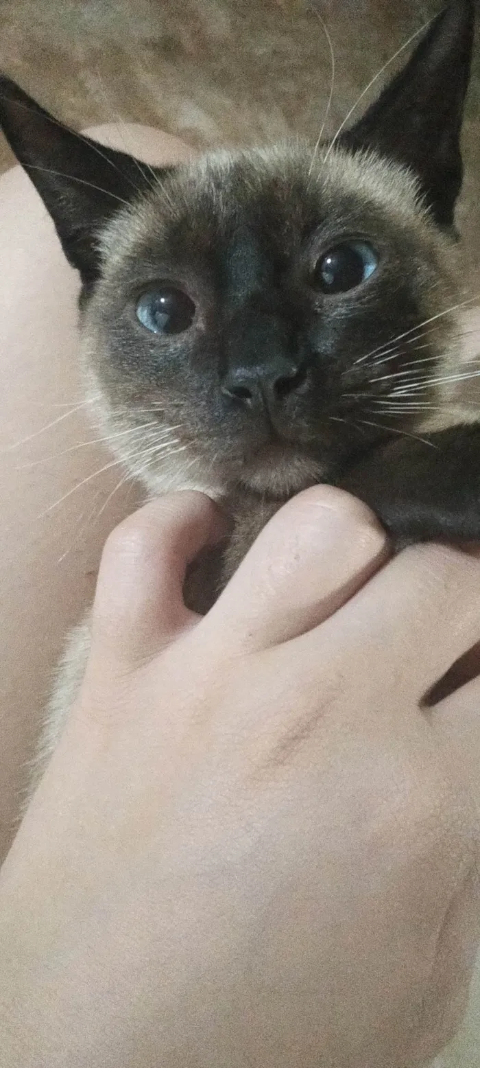 Gato ra a Siamês idade 2 a 6 meses nome Felix