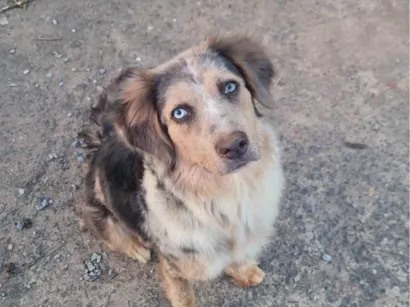 Cachorro raça Pastor Australiano  idade 2 anos nome Desconhecida