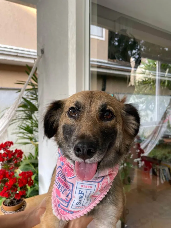 Cachorro ra a SRD-ViraLata idade 2 anos nome Vênus 