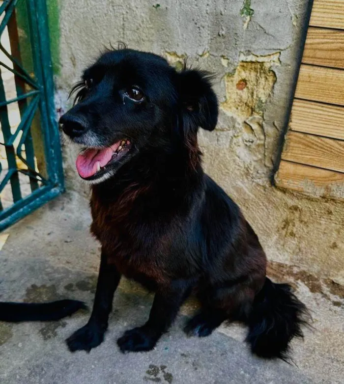 Cachorro ra a SRD-ViraLata idade 5 anos nome Brisa 