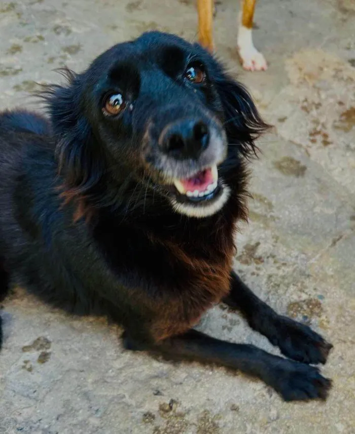 Cachorro ra a SRD-ViraLata idade 5 anos nome Brisa 