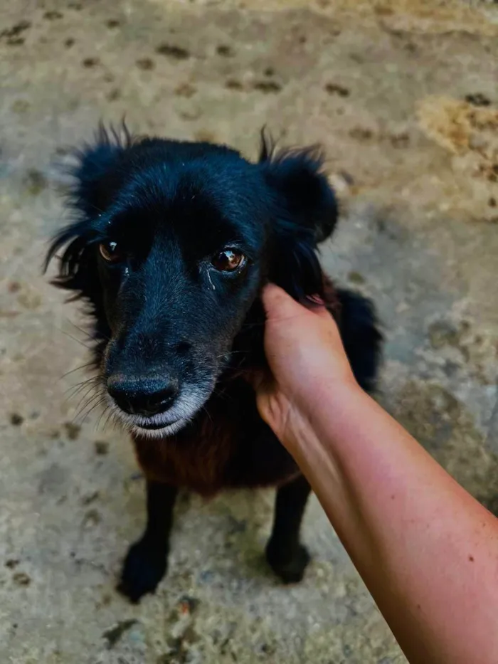 Cachorro ra a SRD-ViraLata idade 5 anos nome Brisa 