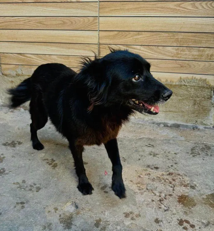 Cachorro ra a SRD-ViraLata idade 5 anos nome Brisa 