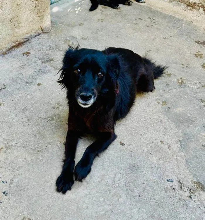 Cachorro ra a SRD-ViraLata idade 5 anos nome Brisa 