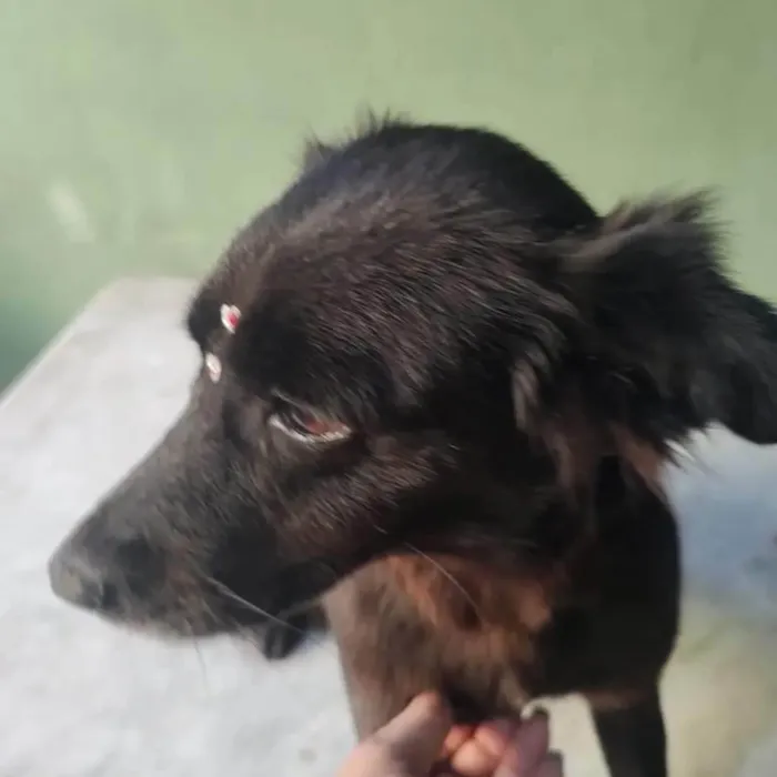 Cachorro ra a SRD-ViraLata idade 5 anos nome Brisa 