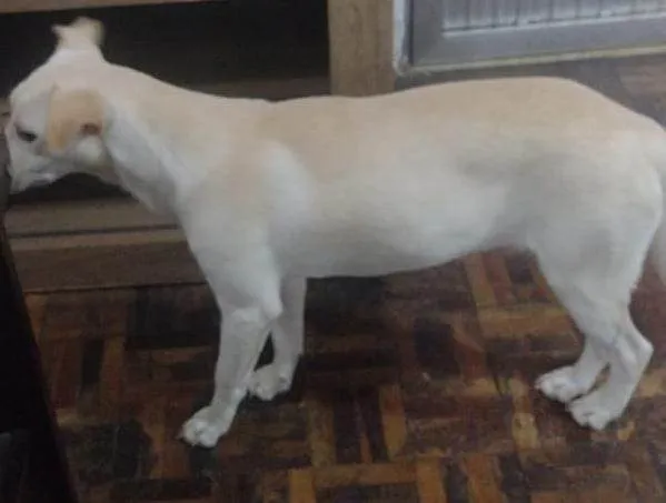 Cachorro ra a SRD-ViraLata idade 2 a 6 meses nome Floquinha