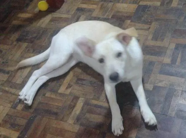 Cachorro ra a SRD-ViraLata idade 2 a 6 meses nome Floquinha