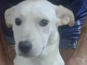 Cachorro raça SRD-ViraLata idade 2 a 6 meses nome Floquinha