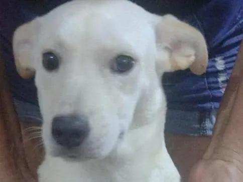 Cachorro ra a SRD-ViraLata idade 2 a 6 meses nome Floquinha