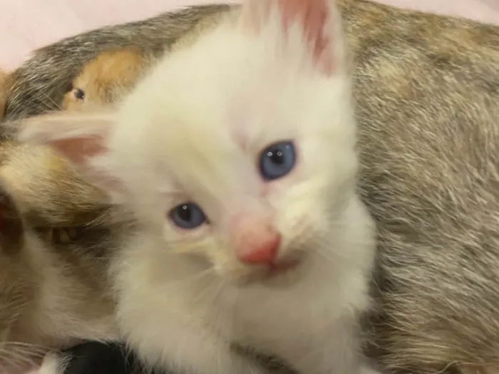 Gato ra a SRD-ViraLata idade 2 a 6 meses nome Pipoca e Mamae