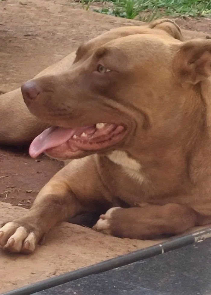 Cachorro ra a Pit-Bull idade 1 ano nome Ayla