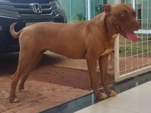 Cachorro raça Pit-Bull idade 1 ano nome Ayla