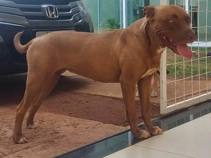 Cachorro ra a Pit-Bull idade 1 ano nome Ayla