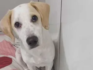 Cachorro raça SRD-ViraLata idade 2 a 6 meses nome mandioquinha 