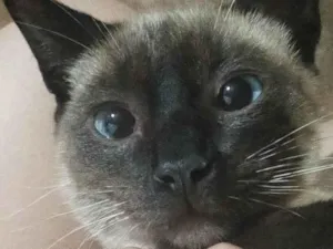 Gato raça Siamês idade 2 a 6 meses nome Felix